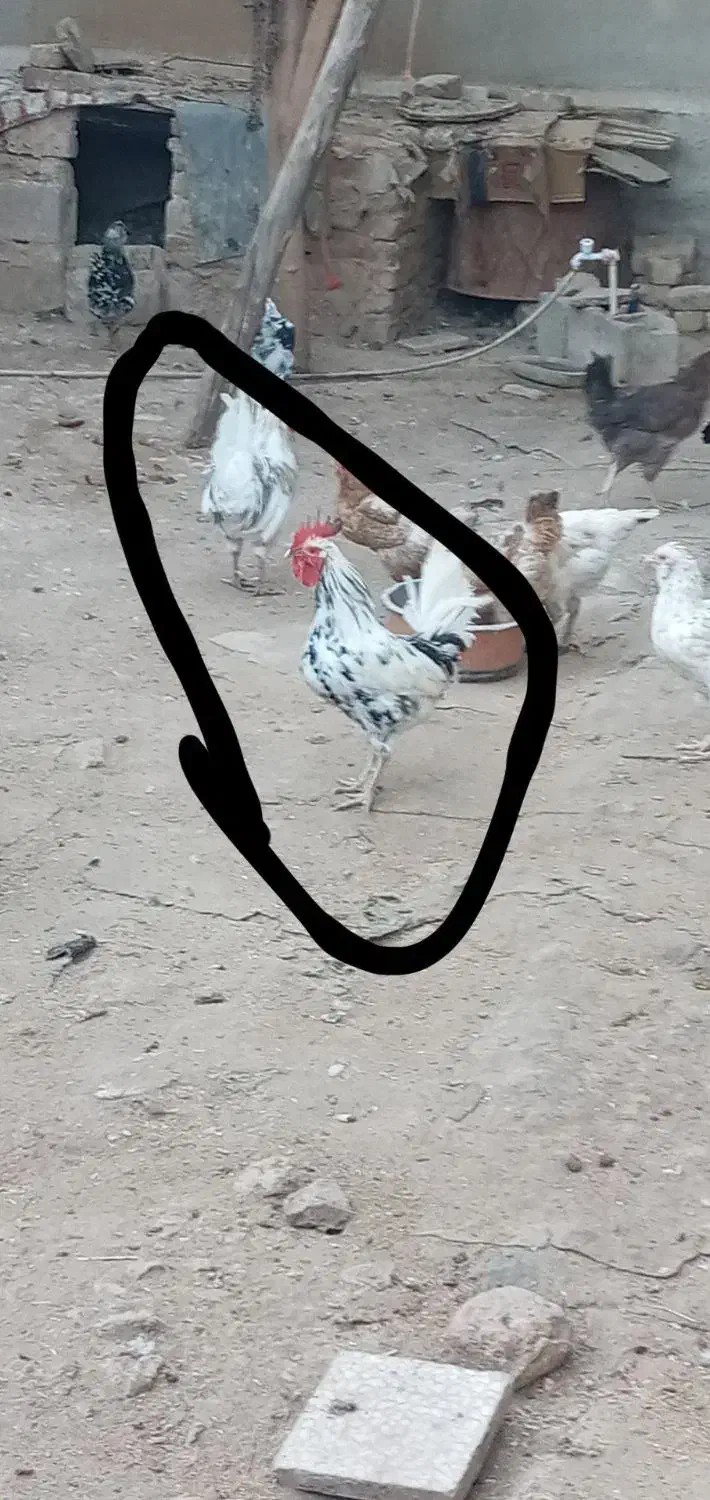 خروس|حیوانات مزرعه|سرپل ذهاب, |دیوار