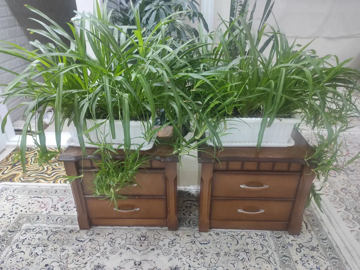 گل طبیعی|گل و گیاه طبیعی|اردبیل, |دیوار