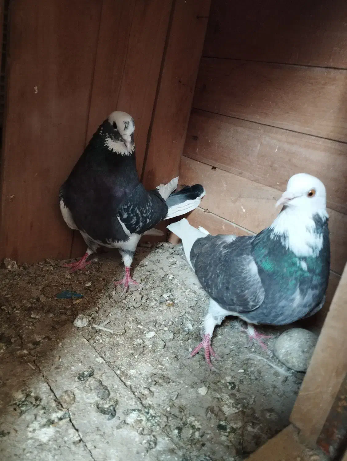 ابلق سبز پرشی دم تخم|پرنده|مینودشت, |دیوار