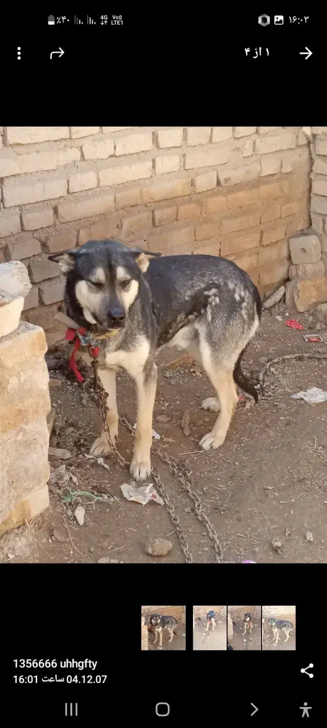 سگ گرگی|سگ|زنجان, |دیوار