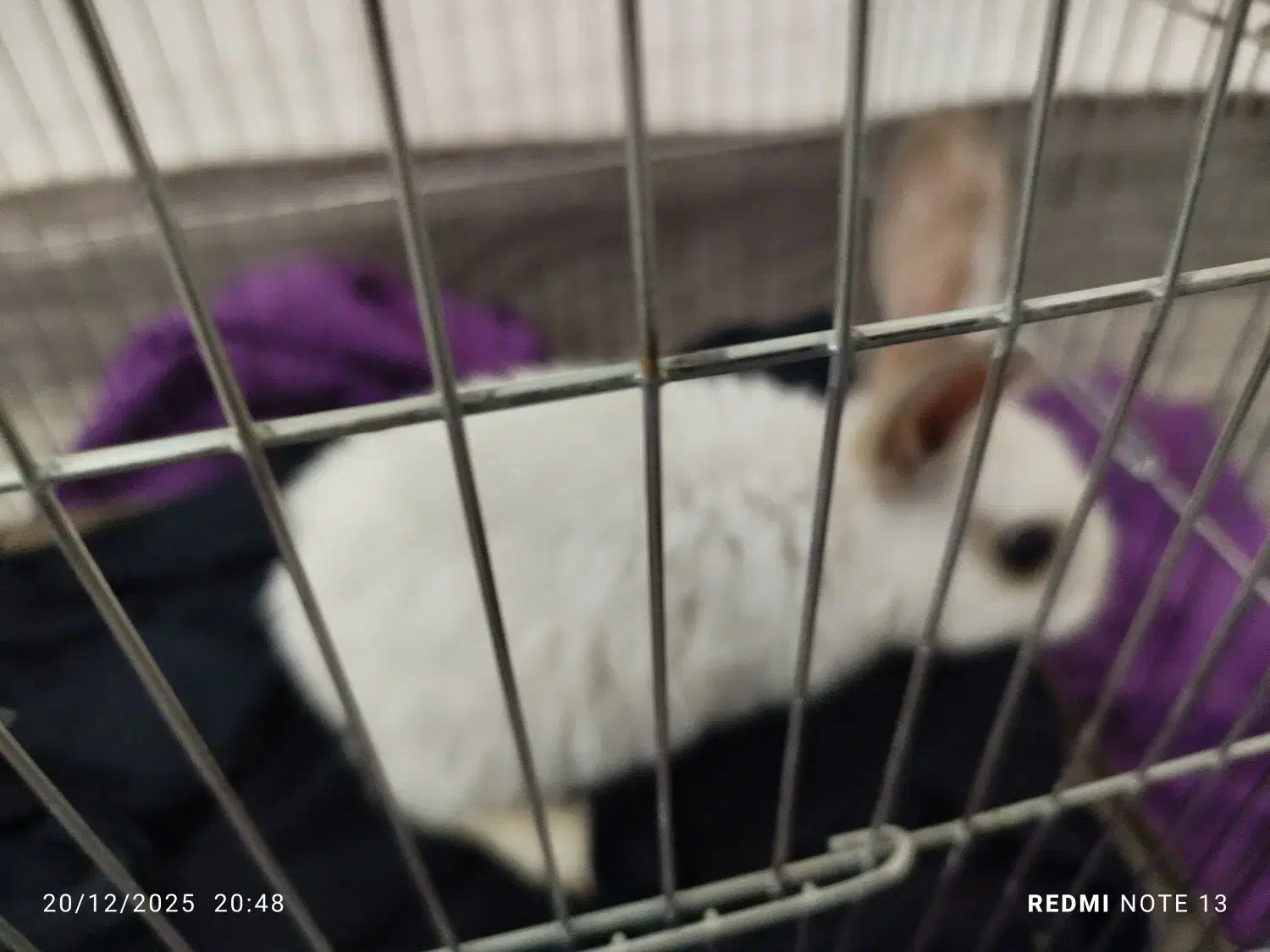 خرگوش|موش و خرگوش|ساوه, |دیوار