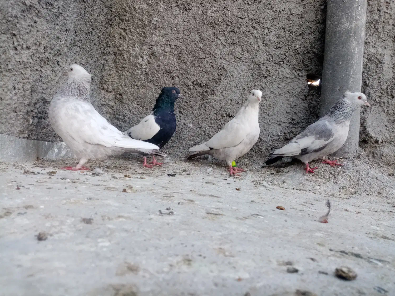 کفتر 3تا ماده سینه ی دمب سوسنی خوب|پرنده|شیراز, شهدای شهرک سعدی|دیوار