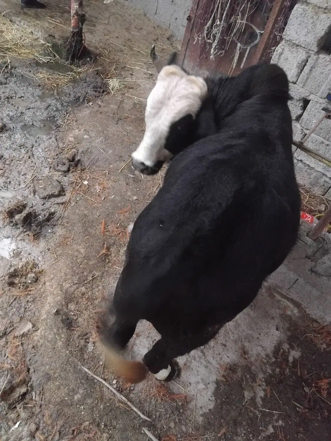 ورزاکوله|حیوانات مزرعه|رشت, لاکان شهر|دیوار