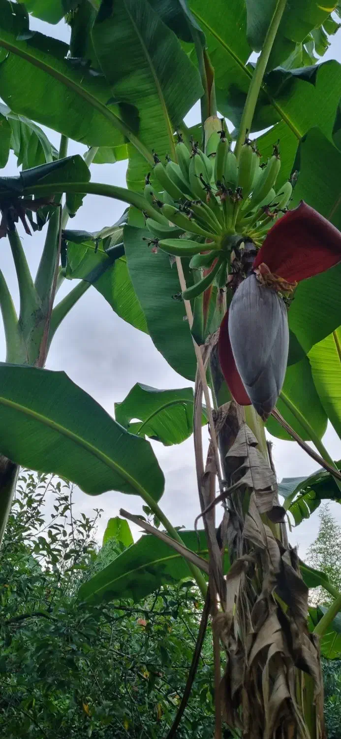 درخت موز|گل و گیاه طبیعی|چمستان, |دیوار