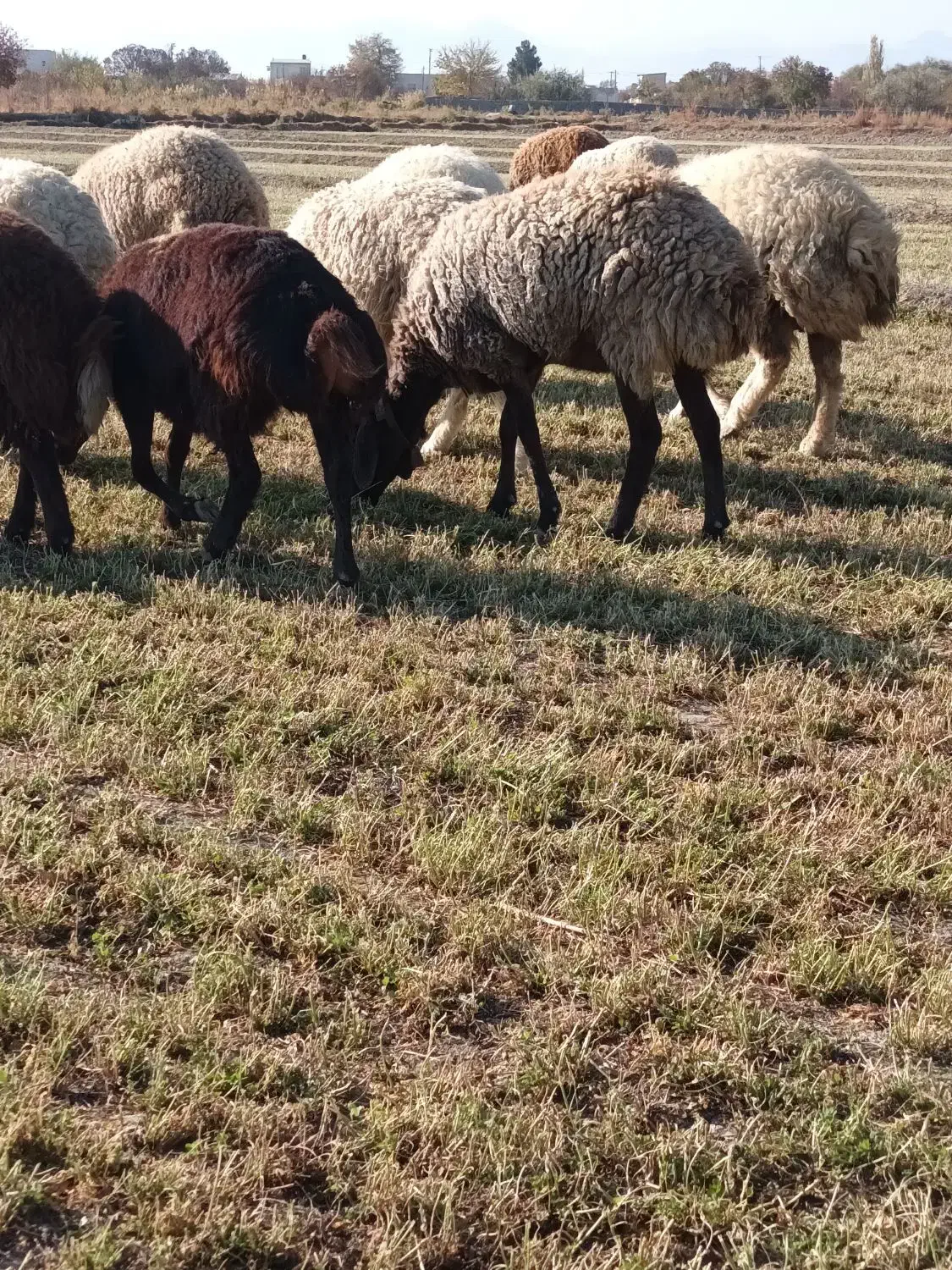 بره ماده شیشک|حیوانات مزرعه|گلپایگان, |دیوار