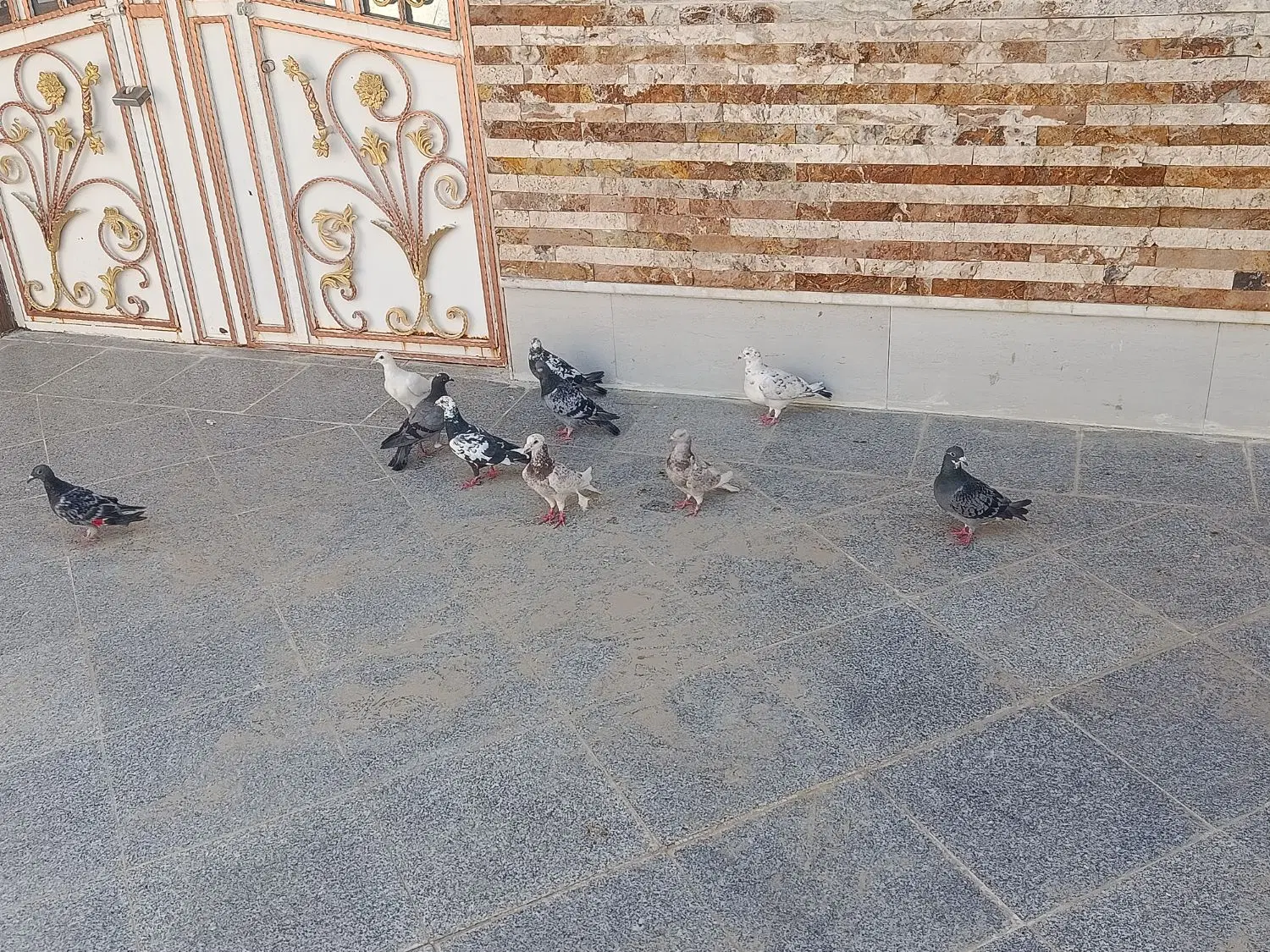 کبوتر|پرنده|سراوان, |دیوار