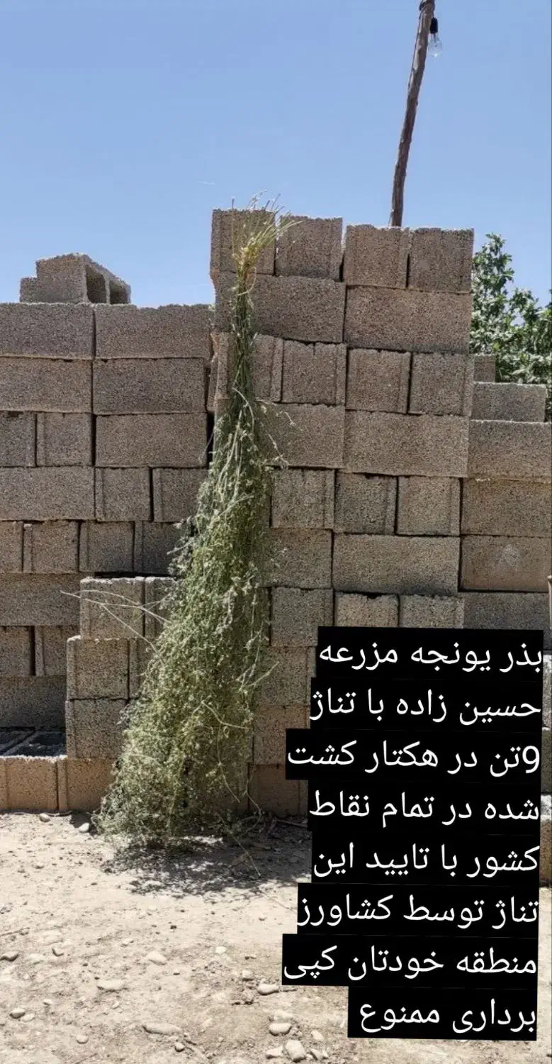 بذر یونجه اعلا با بازدهی نه تن به بالا در هکتار|خدمات باغبانی و درختکاری|کرمان, |دیوار