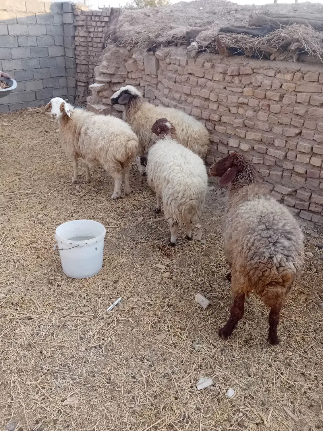 میش جوان|حیوانات مزرعه|سرایان, |دیوار