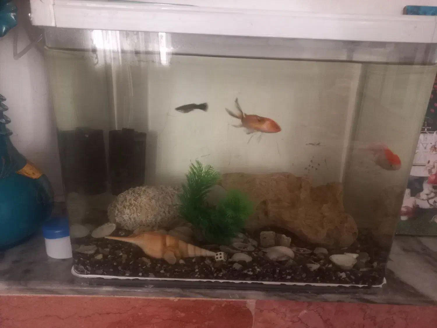 آکواریوم شیشه خم شرکتی|ماهی|خرم‌آباد, |دیوار