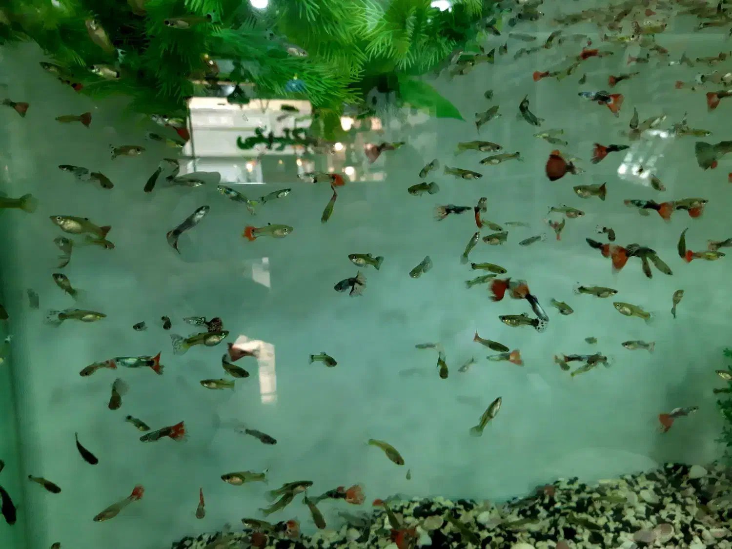 ماهی گوپی|ماهی|فردیس, شهرک سپاه|دیوار