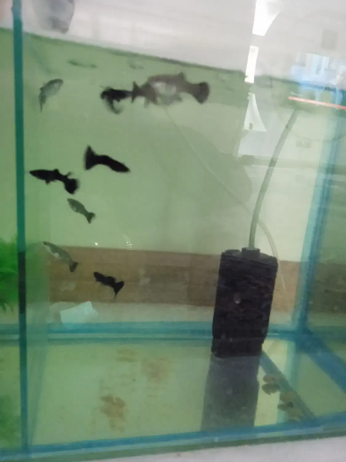 ۸ عدد ماهی گوپی فول بلک|ماهی|تهران, والفجر (افسریه)|دیوار