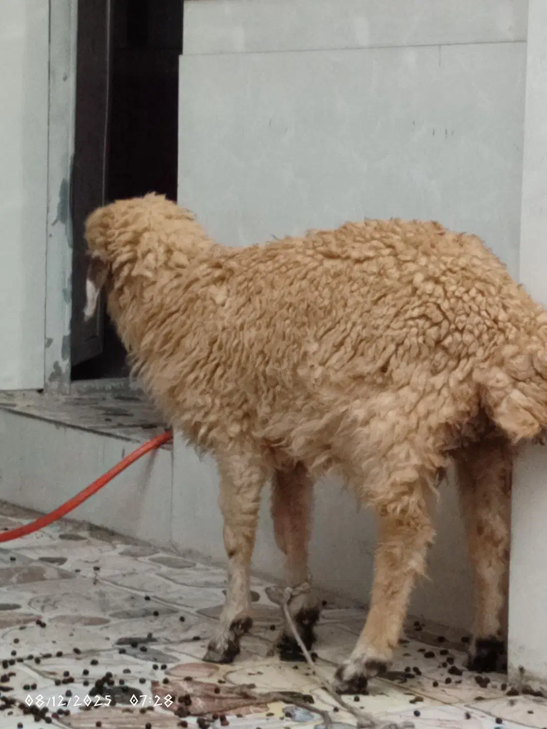 بره ماده|حیوانات مزرعه|اندیمشک, |دیوار