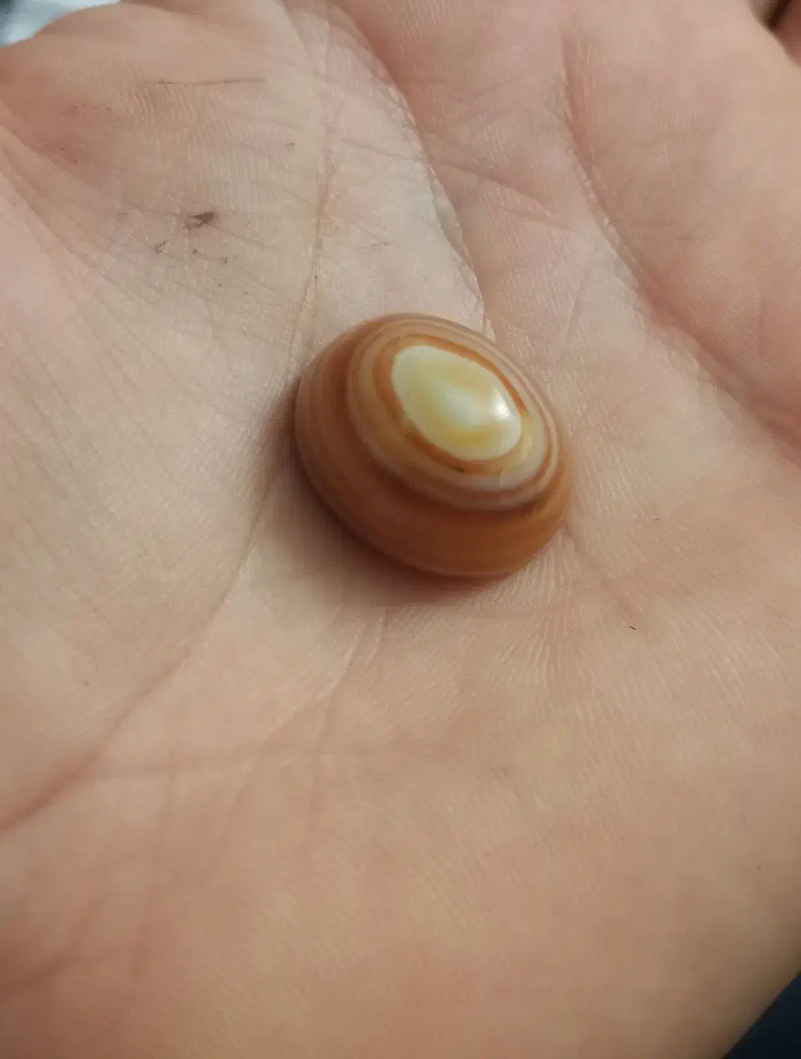 سنگ باباقوری معدنی (سه پوست)|جواهرات|زابل, |دیوار