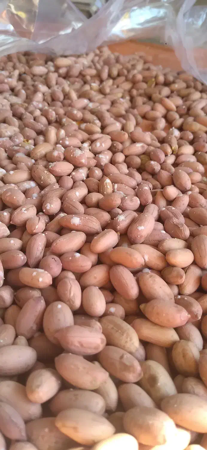 بادام کره گیری و برشته|خوردنی و آشامیدنی|تهران, زعفرانیه|دیوار