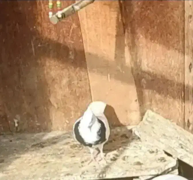 این دو عدد کبوتر گمشده|پرنده|آستانه اشرفیه, |دیوار