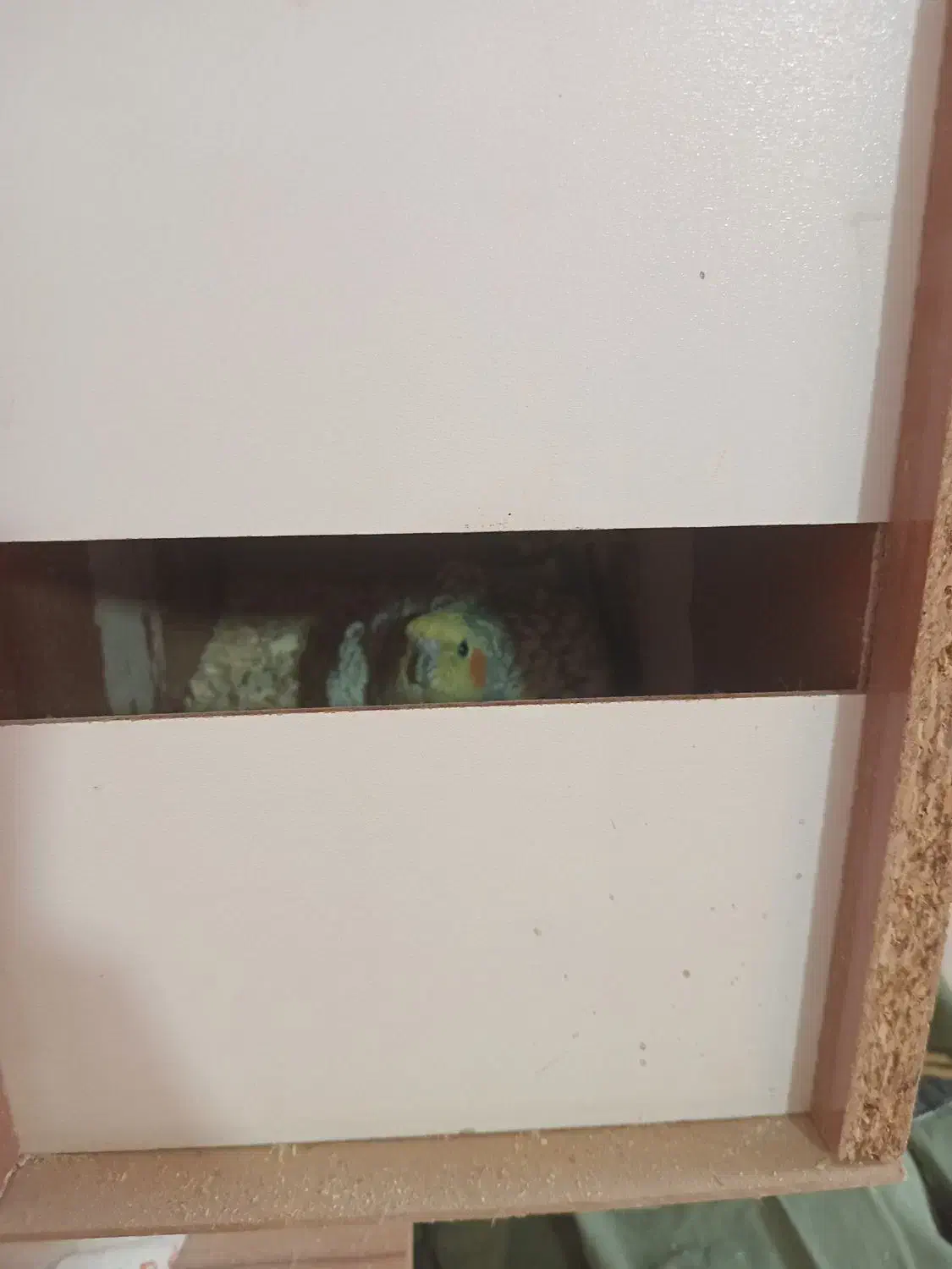 عروس هلندی باتخم|پرنده|اسفراین, |دیوار