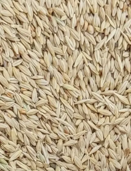 جو محلی|گل و گیاه طبیعی|آبدانان, |دیوار