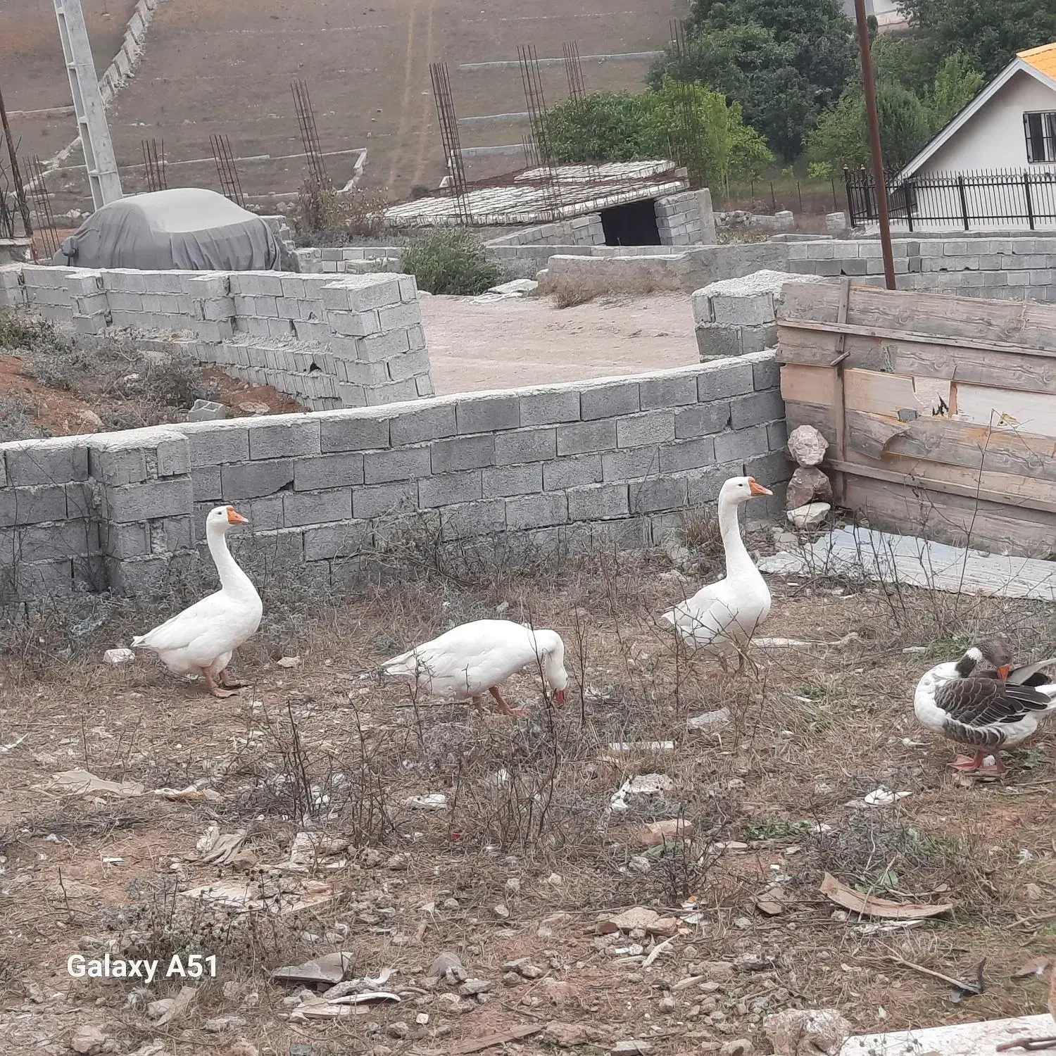 غاز و اردک وزن سنگین تخم گذار|حیوانات مزرعه|کلاردشت, |دیوار