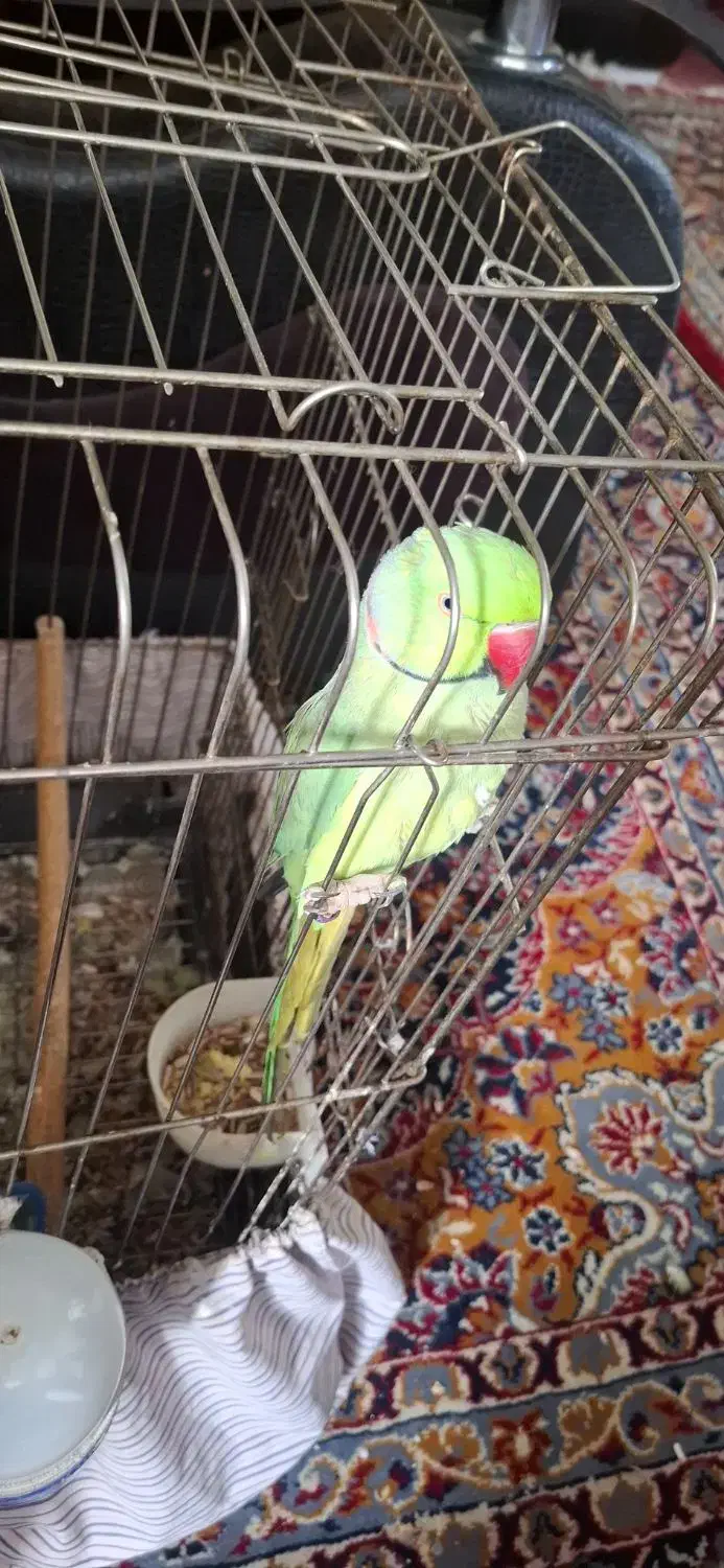 طوطی ملنگو دستی سخنگو|پرنده|مشهد, هفده شهریور|دیوار