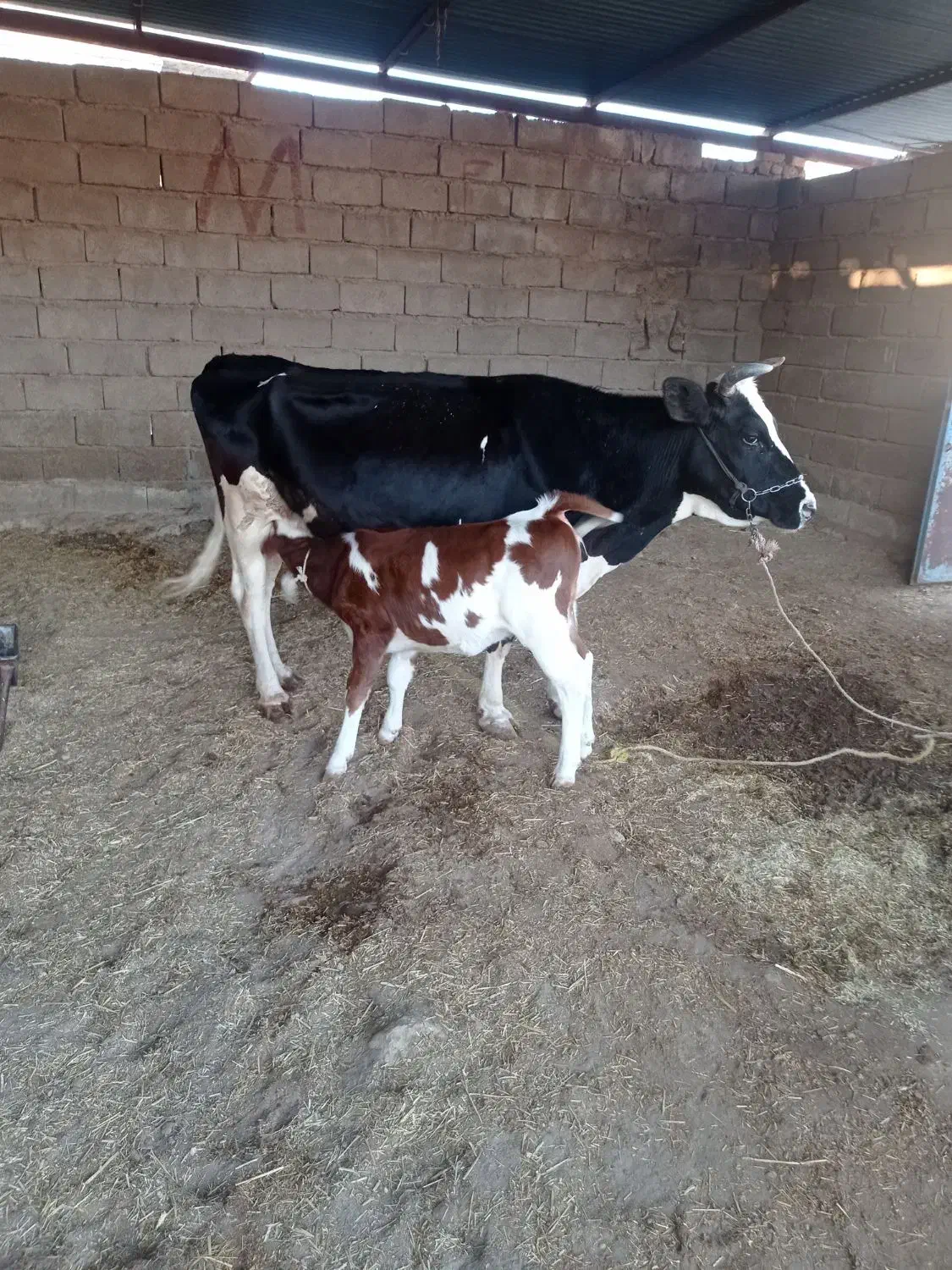 گاو و گوساله داشتی|حیوانات مزرعه|پلدختر, |دیوار