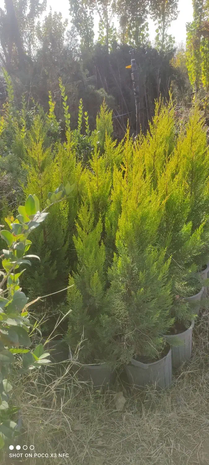 نهال و گل و گیاه زینتی|خدمات باغبانی و درختکاری|چهاردانگه (تهران), |دیوار