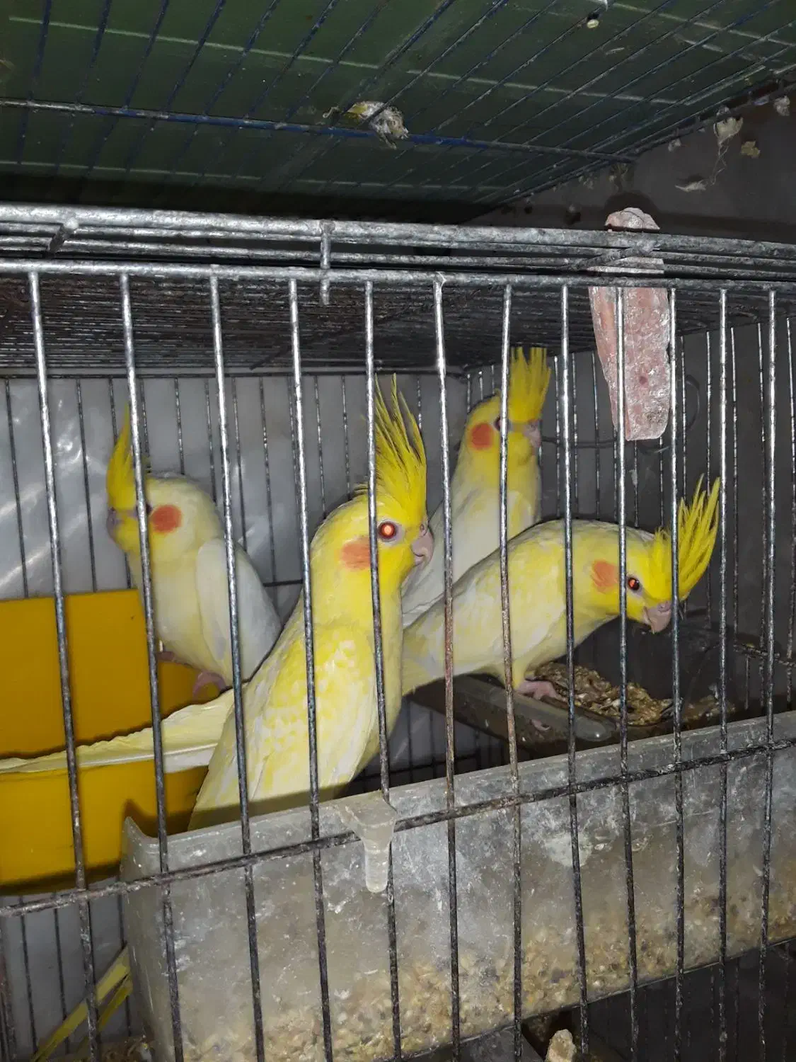 عروس هلندی لوتینو زعفرانی|پرنده|رشت, فرزانه|دیوار