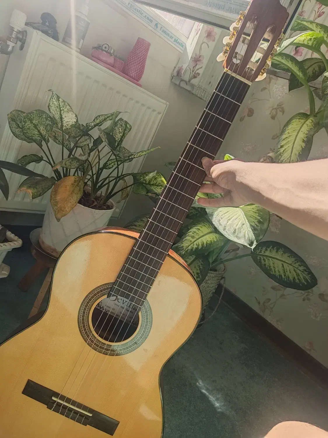 گیتار حرفه ای اصل اسپانیا sevila|گیتار، بیس، امپلیفایر|شیراز, باغ تخت|دیوار