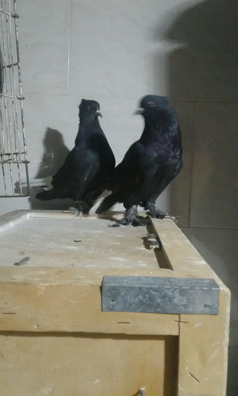 کبوتر|پرنده|شیراز, درکی|دیوار