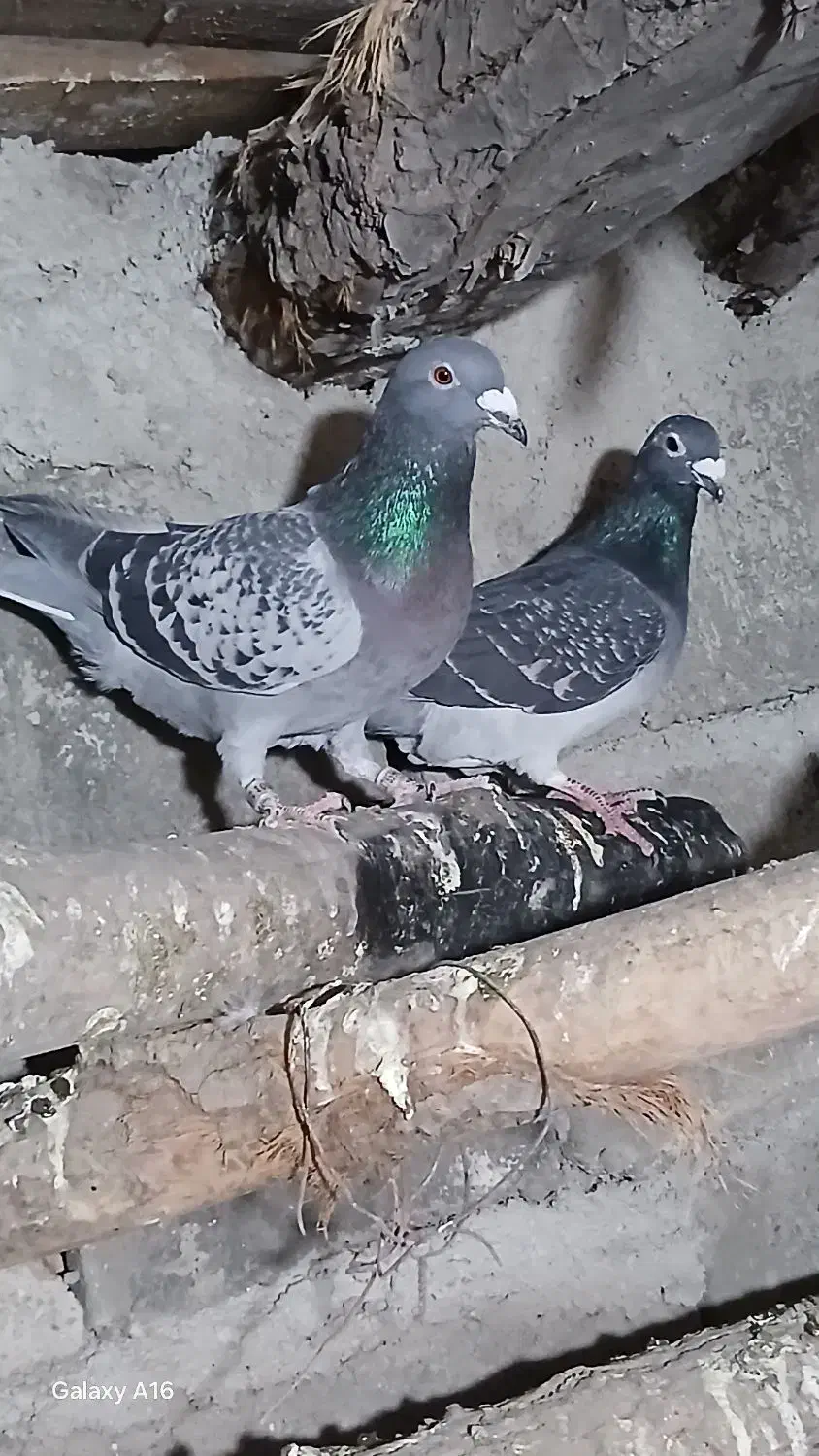 مسافتی|پرنده|مشگین شهر, |دیوار