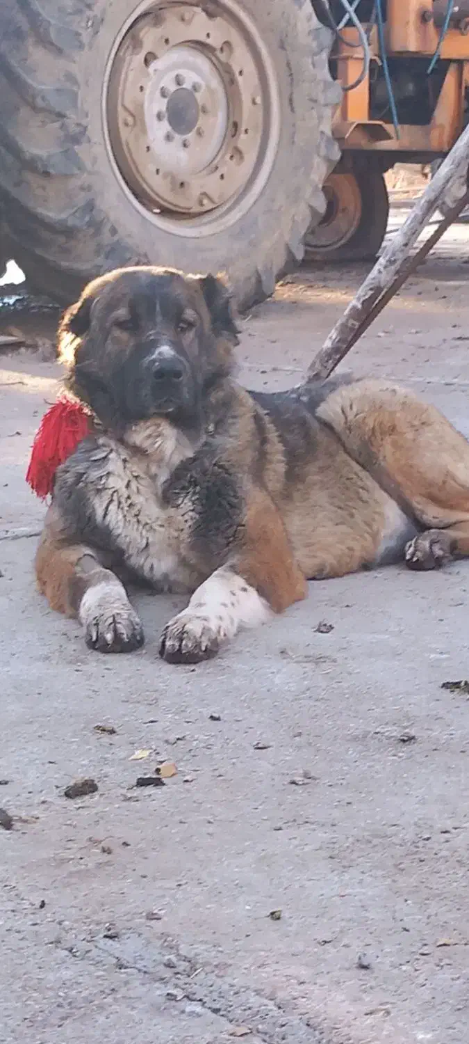 واگذاری‌سگ|سگ|فرخ‌شهر, |دیوار