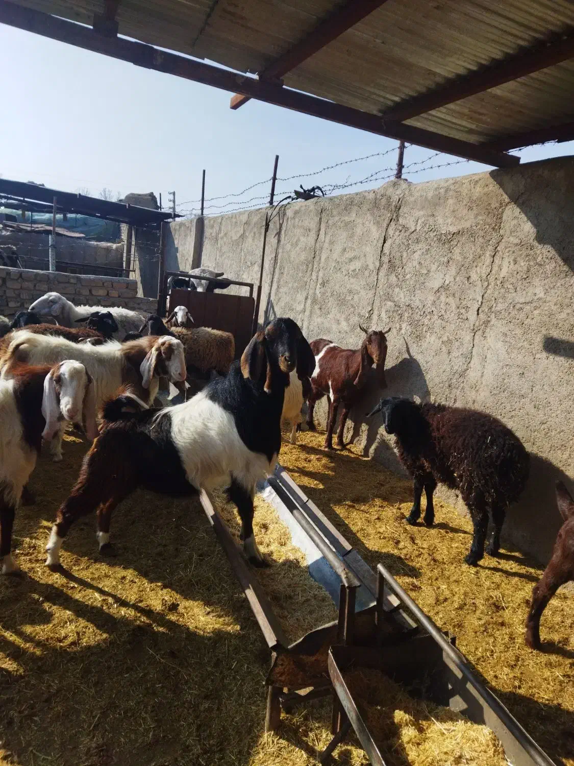 نر بز|حیوانات مزرعه|پیشوا, |دیوار