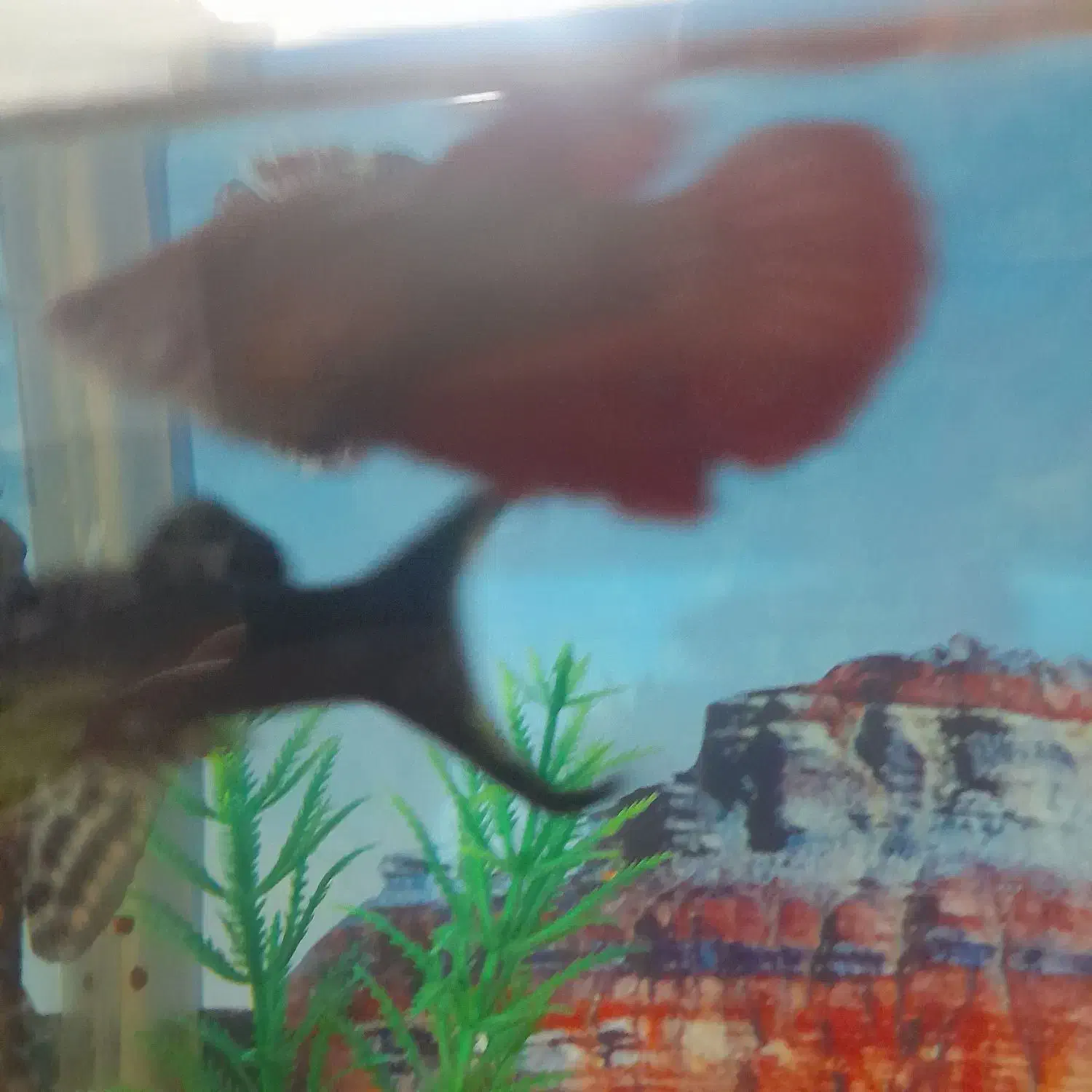 ماهی فایتر|ماهی|کنگاور, |دیوار