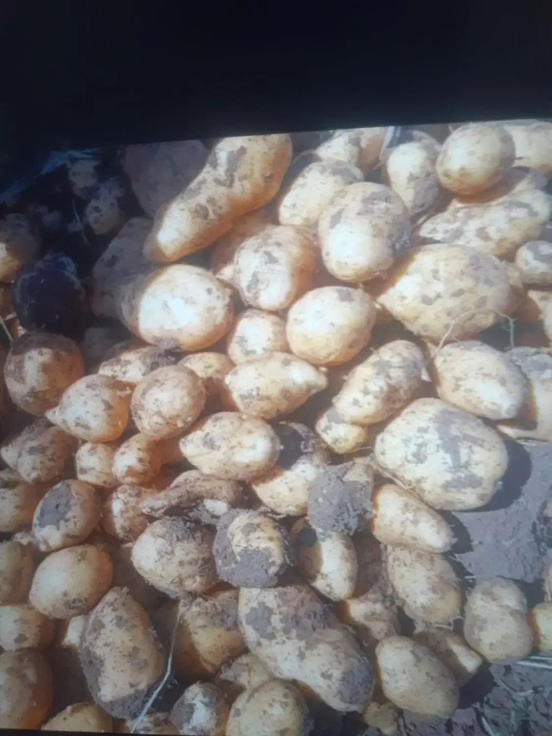 سیب زمینی تازه چیده شده|خوردنی و آشامیدنی|جوانرود, |دیوار