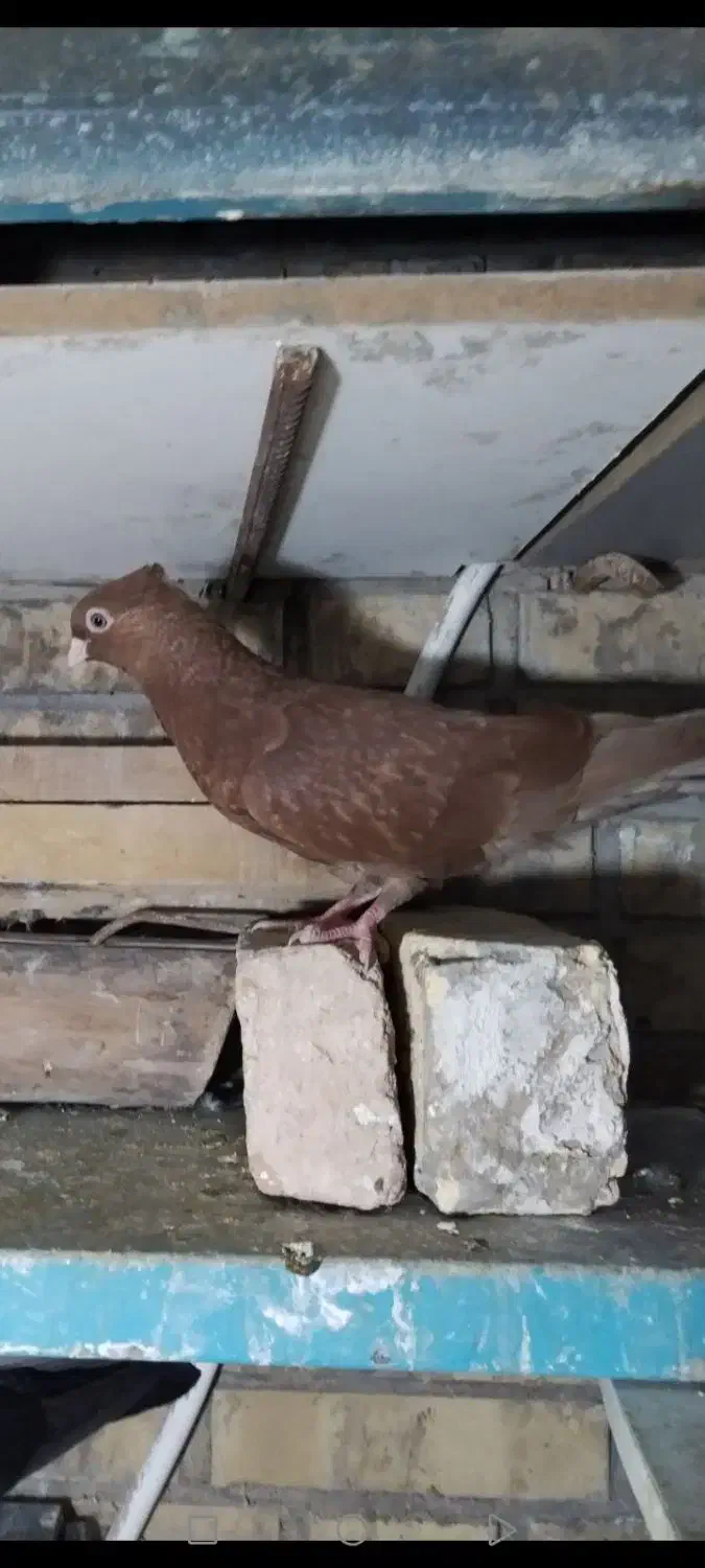 کبوتر قشنگ و ذات دار|پرنده|طسوج, |دیوار