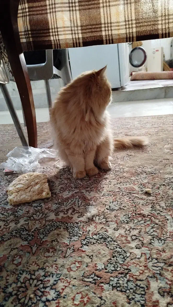 گربه پرشین|گربه|زاهدان, |دیوار