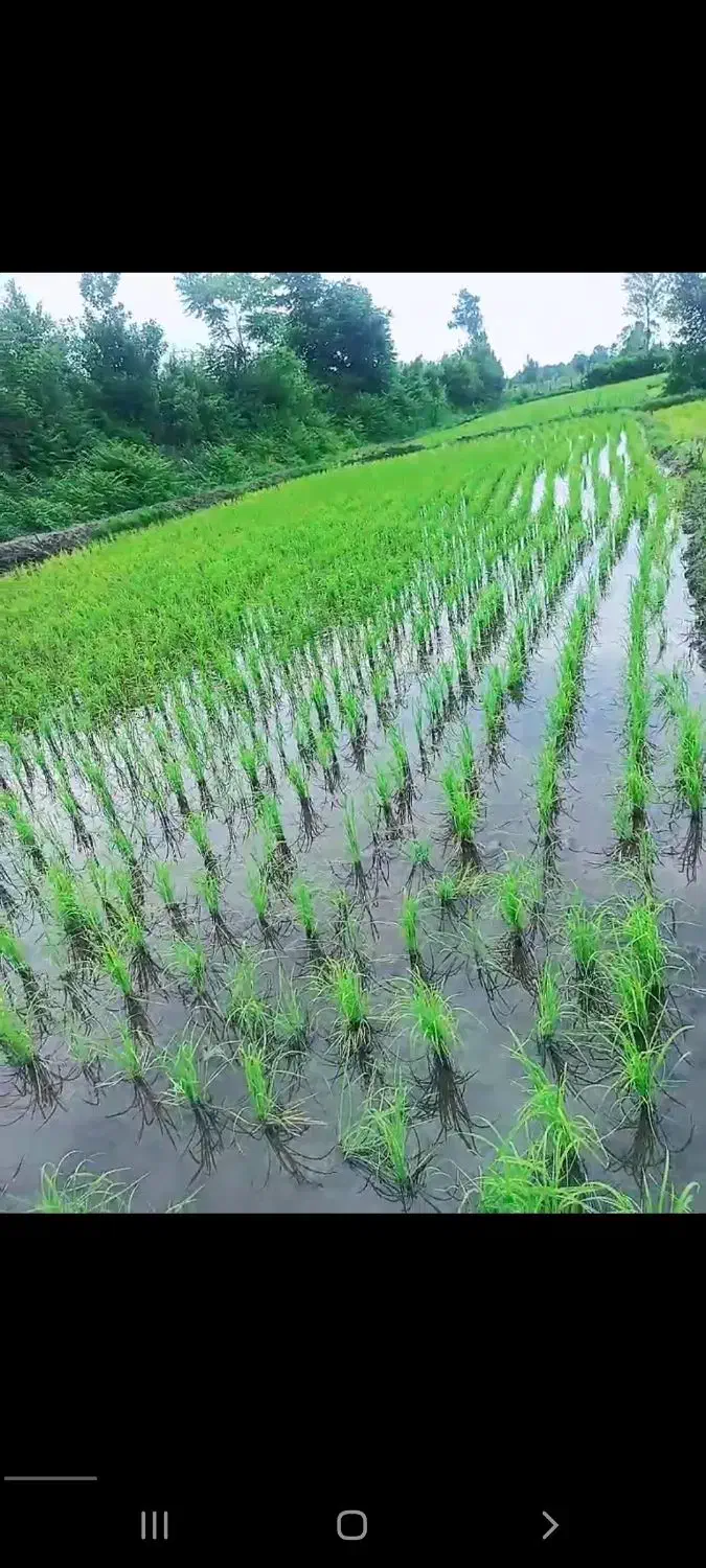 ۳۰۰۰متر زمین کشاورزی فروشی|فروش دفتر صنعتی، کشاورزی، تجاری|لیسار, |دیوار