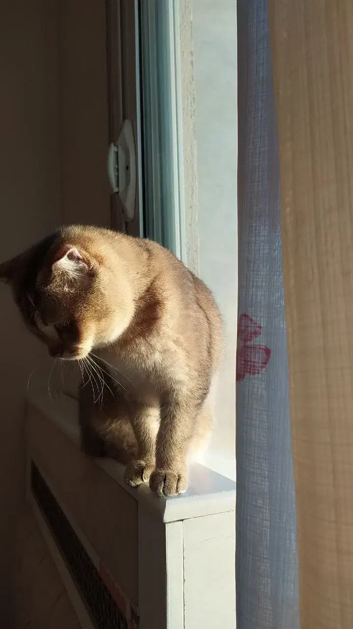 گربه اسکاتیش گلد|گربه|تهران, استاد معین|دیوار