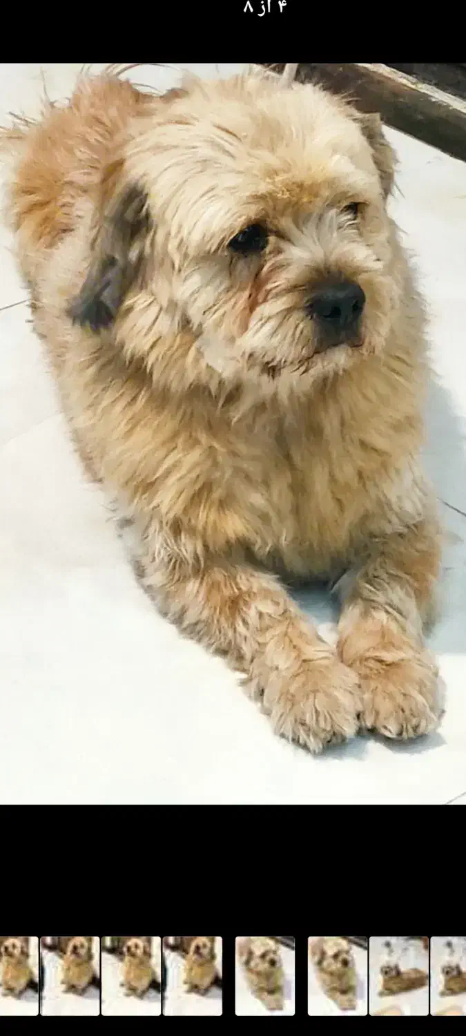 سگ خانگی|سگ|پاکدشت, پاکدشت (مامازند)|دیوار