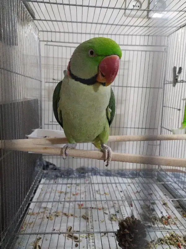 شاه طوطی.ملنگو مینا.عروس|پرنده|مشهد, ایوان|دیوار