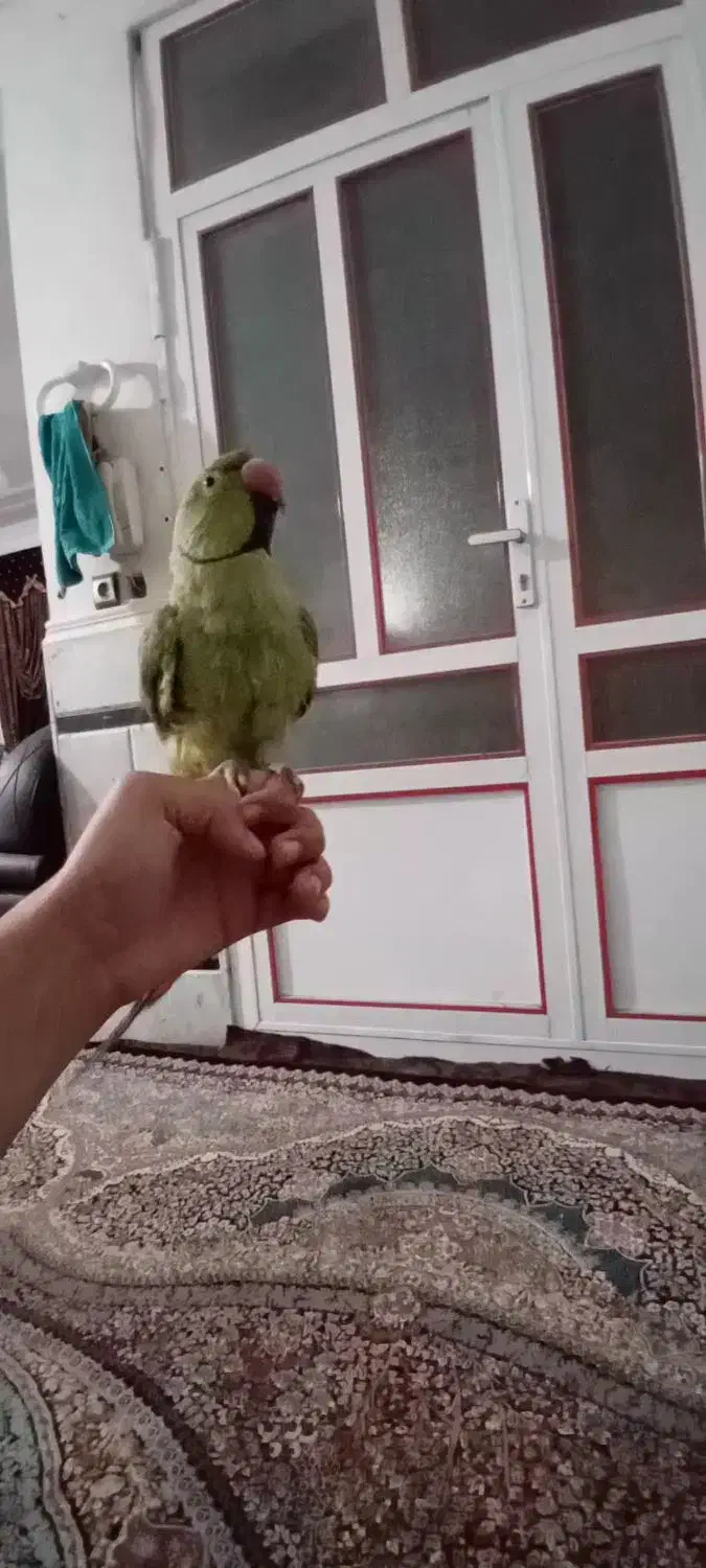 طوطی ملنگو نر|پرنده|زابل, |دیوار