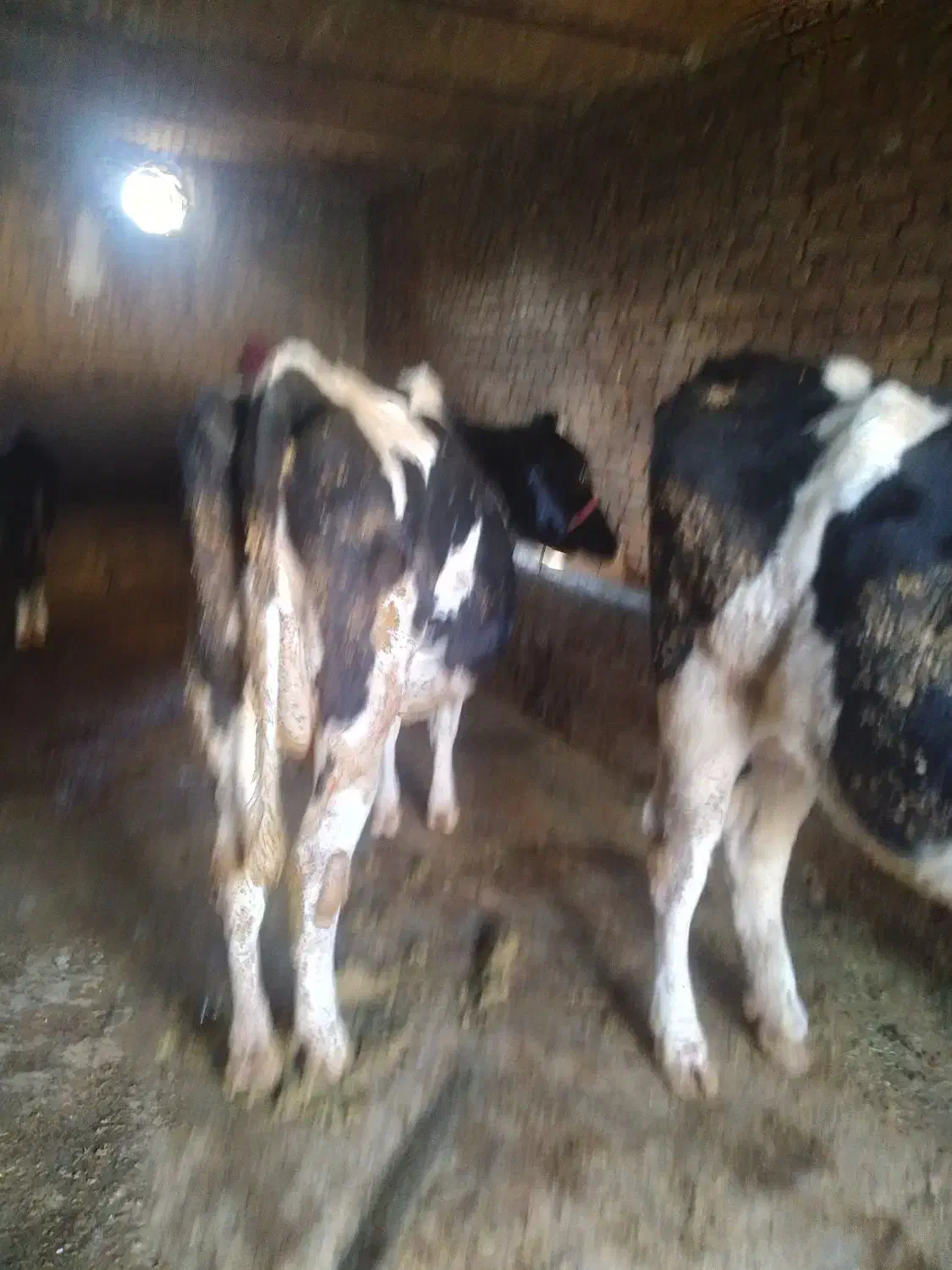 گاو و گوساله|حیوانات مزرعه|بروجرد, |دیوار