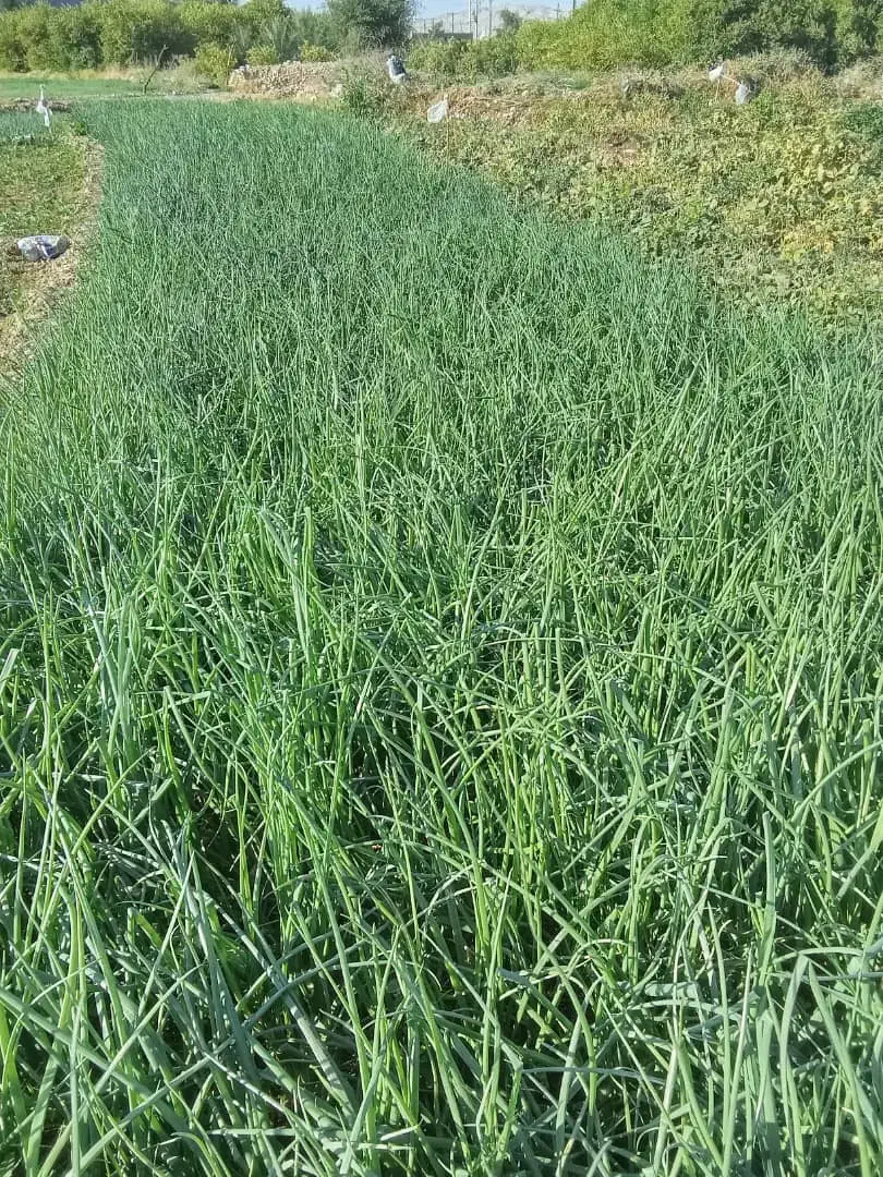 ترپیاز خیراباد|عمدهفروشی|دوگنبدان, |دیوار