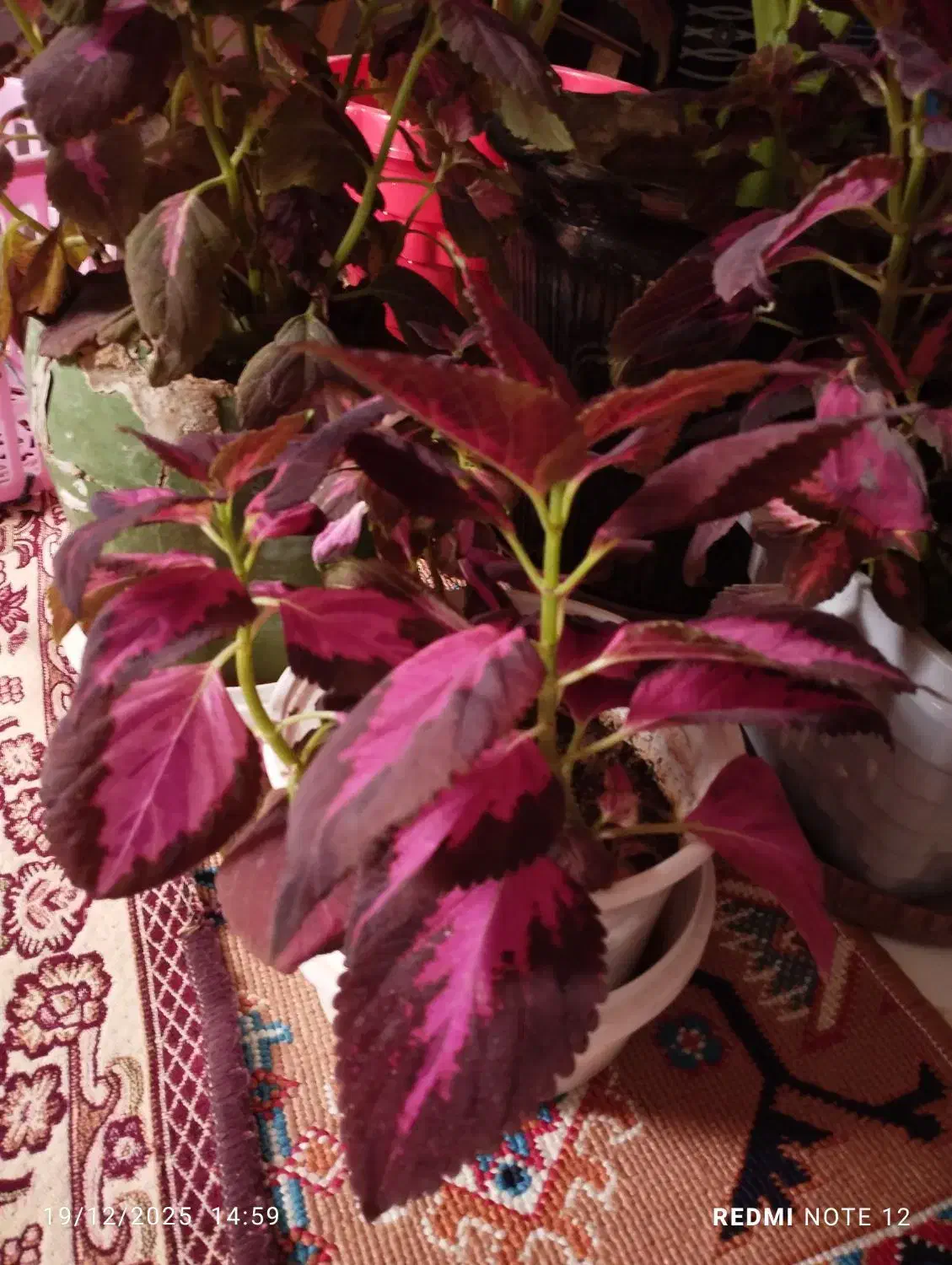 گل‌و‌گیاه‌طبیعی‌|گل و گیاه طبیعی|بروجرد, |دیوار