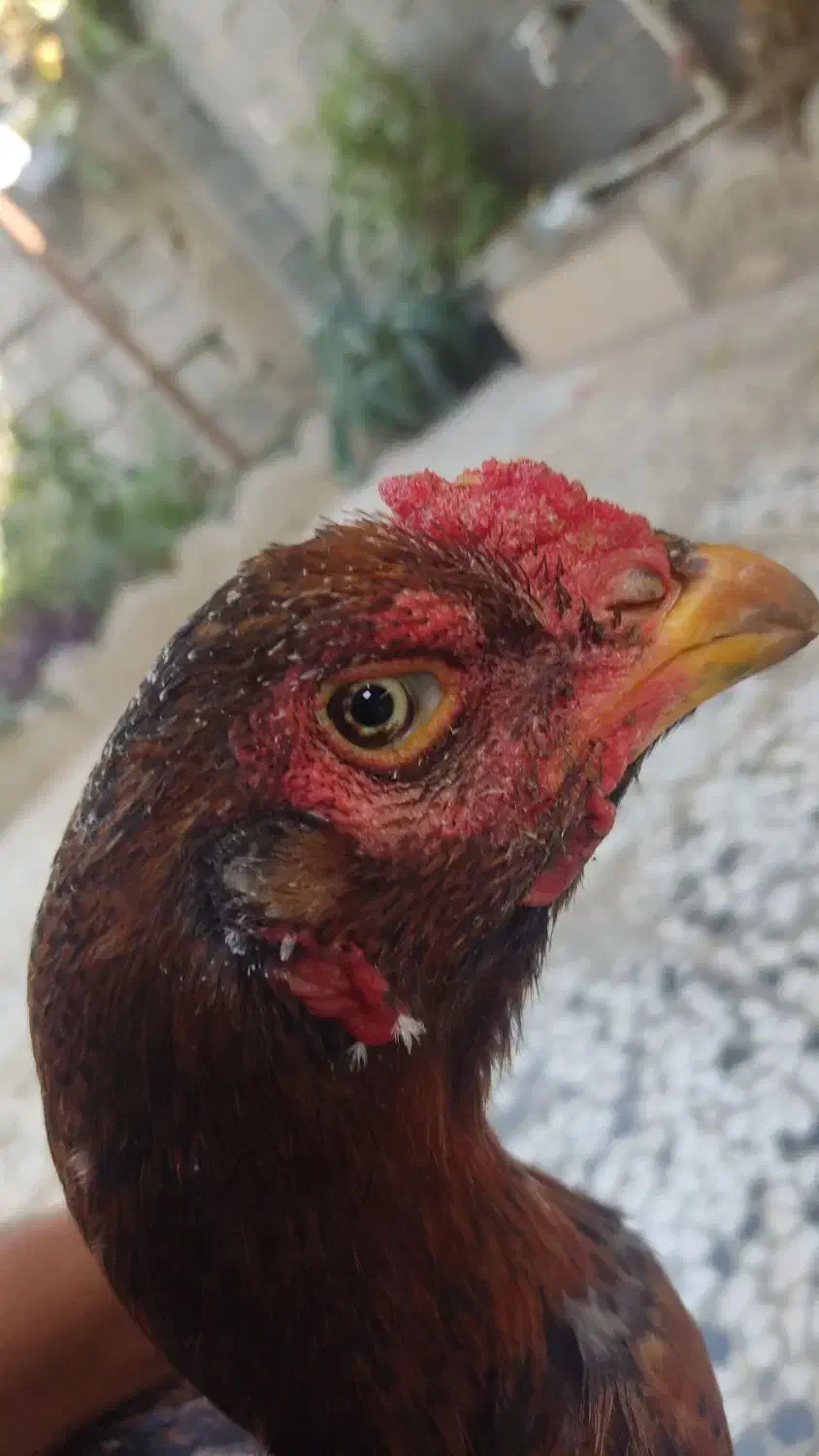 مرغ لاری اصیل|حیوانات مزرعه|مینودشت, |دیوار