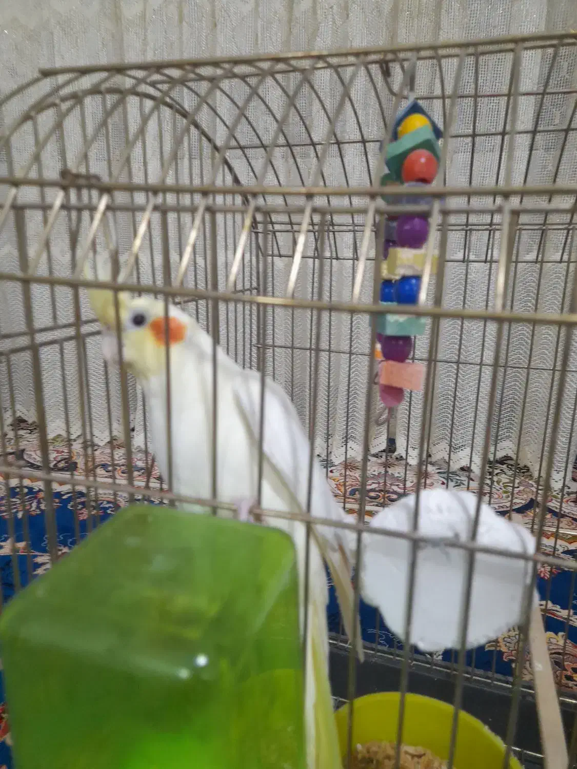 عروس هلندی نر آماده جفت انداختن|پرنده|تربت جام, یحیی آباد|دیوار