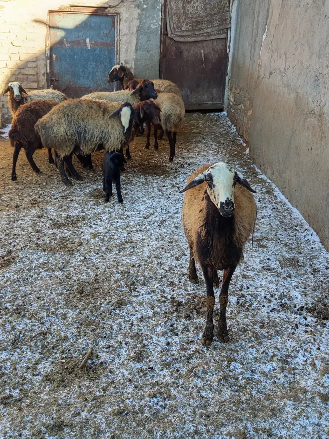 گوسفند|حیوانات مزرعه|قیدار, |دیوار