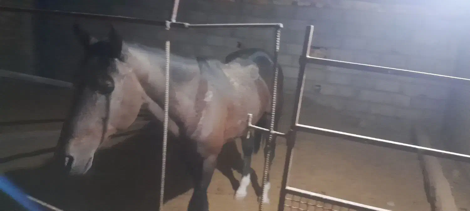 اسب|اسب و تجهیزات اسبسواری|گناباد, |دیوار