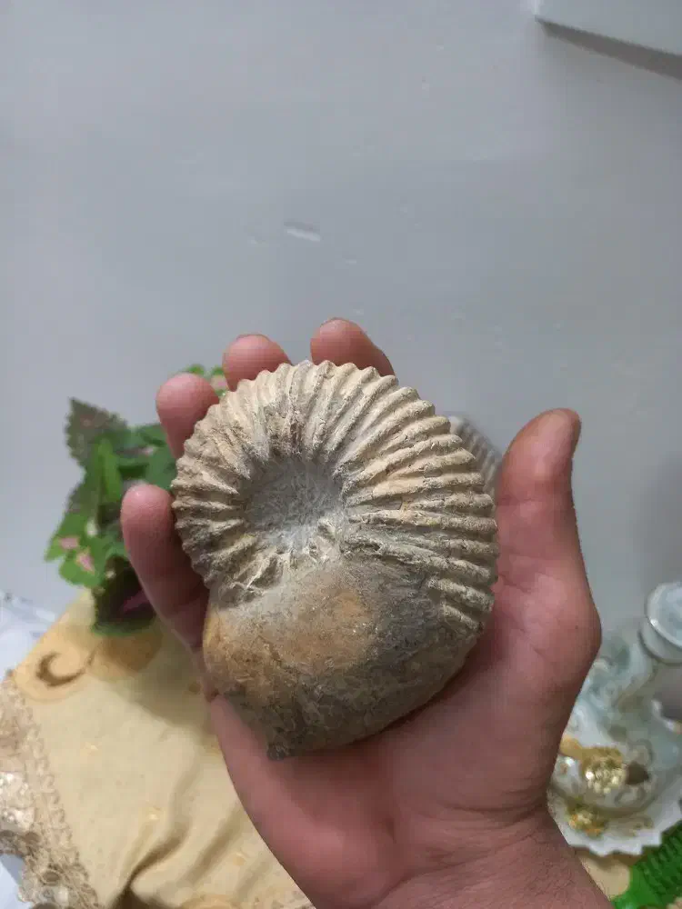 سنگ فسیل|کلکسیون اشیاء عتیقه|مشهد, پنجتن|دیوار