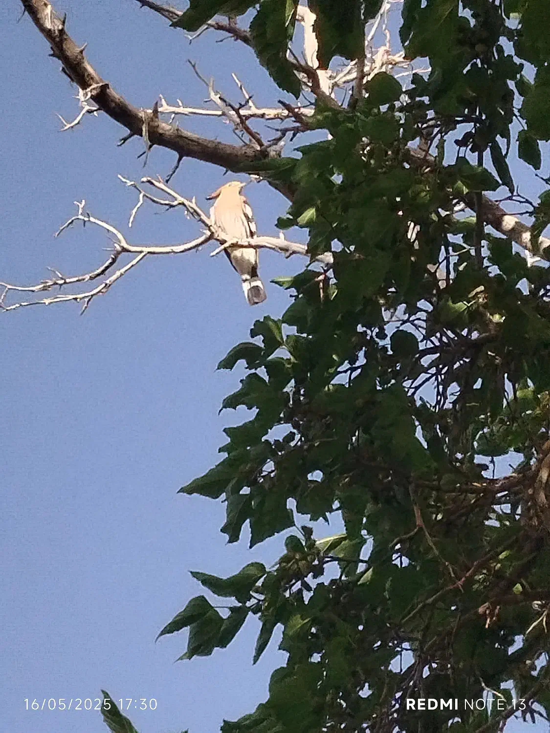 فروش باغ بهمن|فروش زمین و ملک کلنگی|بهمن صغاد, |دیوار