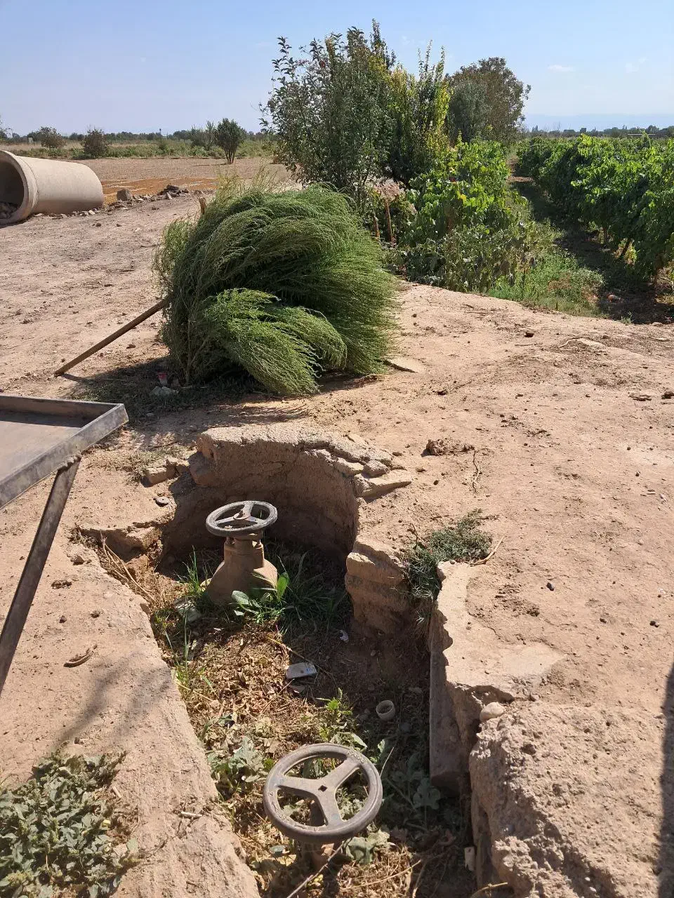 زمین باغی سند تکبرگ سند تهاتر با خودرو یا اقساط|فروش دفتر صنعتی، کشاورزی، تجاری|تاکستان, |دیوار